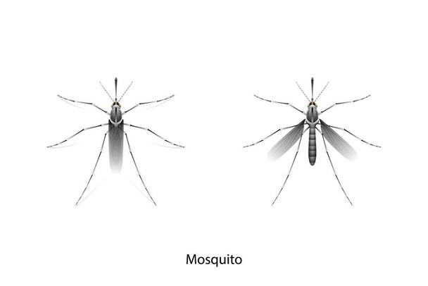 Стая комаров на белом фоне