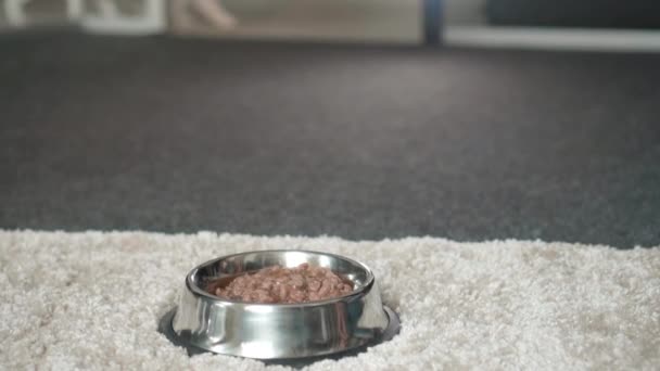Psy jedzące psie żarcie z miski na podłodze - Materiał filmowy, wideo