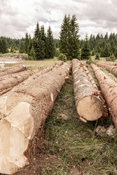 Kesik Çam Ağaçları. Ormanların yok edilmesi Çevresel Hasar. Doğa Yıkım. - Fotoğraf, Görsel