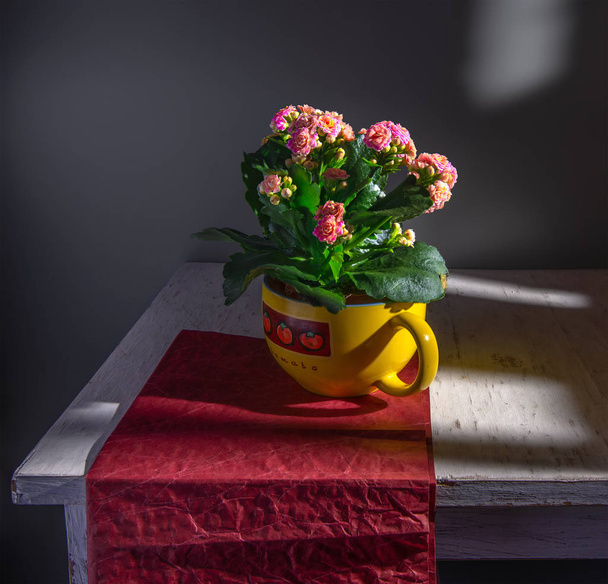 Натюрморт с цветами каланчо в большой керамической чаше на красной бумаге. Винтаж
. - Фото, изображение