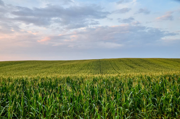 Amerikaans maïsveld bij zonsondergang, close-up, kopieerruimte.  - Foto, afbeelding