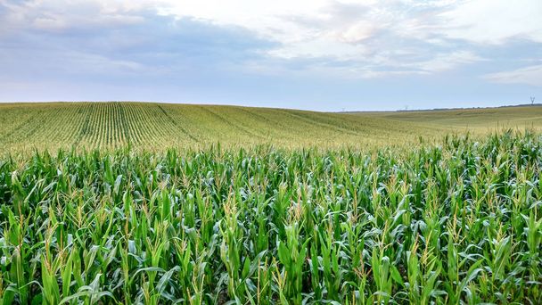 Piękne zielone pole kukurydzy o zachodzie słońca. Wybiórcze skupienie. Rolnictwo amerykańskie  - Zdjęcie, obraz