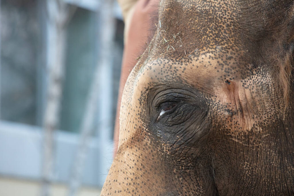 detail slon asijský - Fotografie, Obrázek