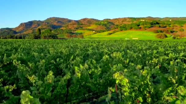 lush green vineyards of napa by aerial drone  - Footage, Video