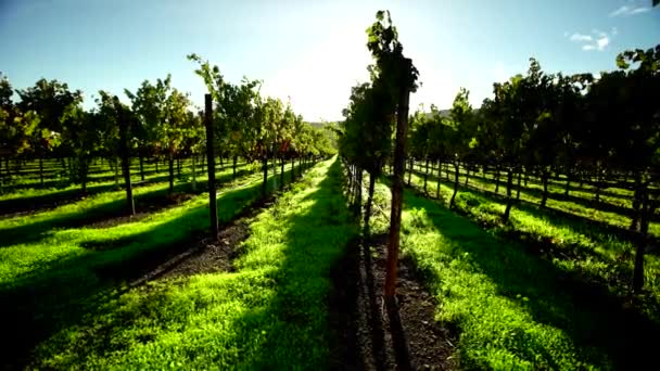 napa valley vineyard at sunset tracking shot  - Footage, Video
