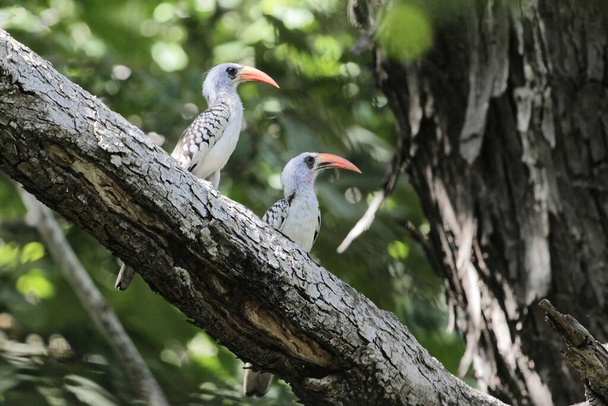 Paar westliche Rotschnabelhornvögel, tockus kempi, auf einem Zweig - Foto, Bild