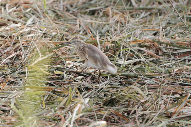 Squacco heron, Ardeola ralloides, in a field  - Photo, Image
