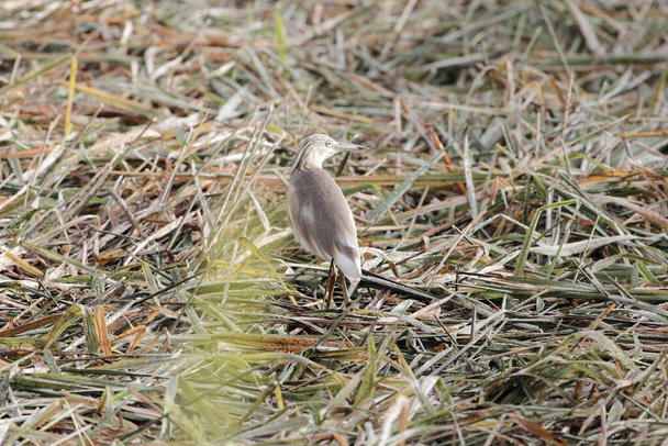 Squacco heron, Ardeola ralloides, in a field  - Photo, Image