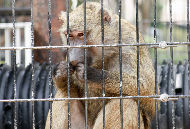 Manger du babouin
 - Photo, image