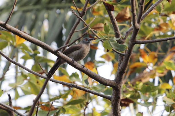 Brown babbler, Turdoides plebejus, in a tree - Photo, Image