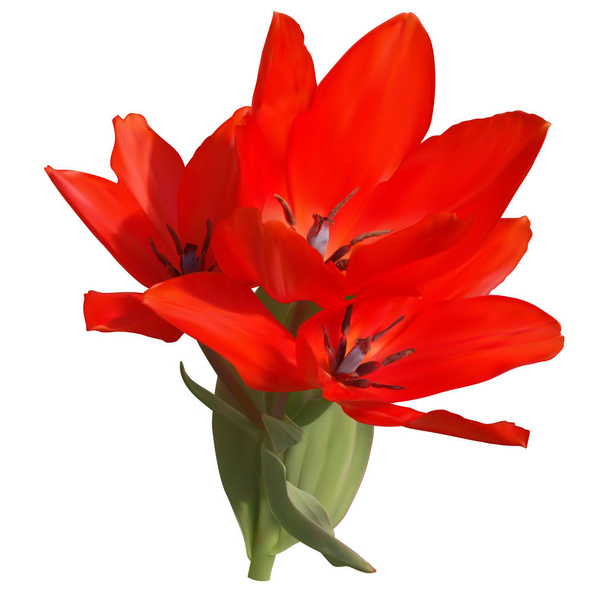 Red tulip with three flowers and leaves, white background, vector, mesh - Vector, Image