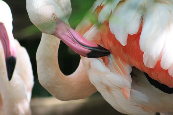 Фламинго - Фото, изображение