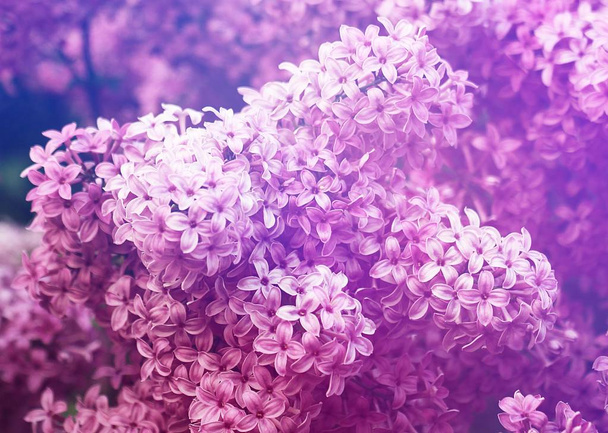 Purple and pink lilac bushes in the park. - Photo, Image