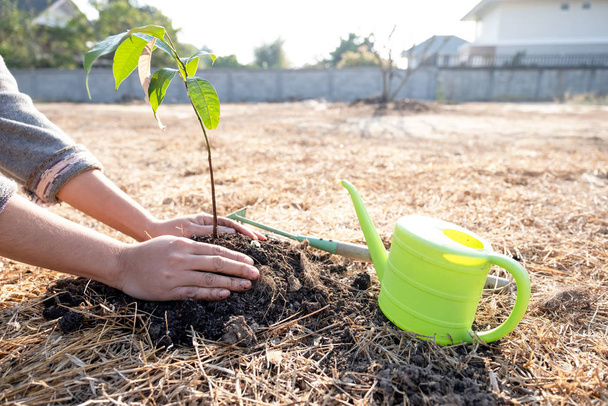 A mão das mulheres jovens plantam árvores, conceito de Dia Mundial do Meio Ambiente
 - Foto, Imagem