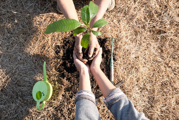 Dłoń starszej kobiety i dłoń młodych kobiet pomagają sobie nawzajem sadzić drzewa, Światowy Dzień Środowiska, koncepcja przeniesienia ochrony środowiska na następne pokolenie - Zdjęcie, obraz
