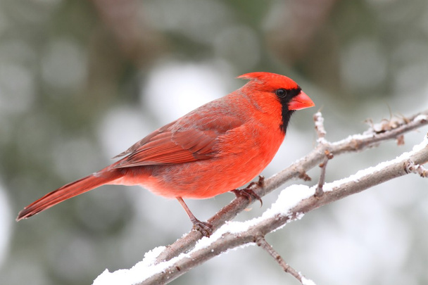 Cardinal In Snow - Photo, Image