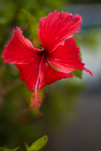 hibisco rojo. Flor tropical sobre fondo borroso. Bali.
 - Foto, Imagen
