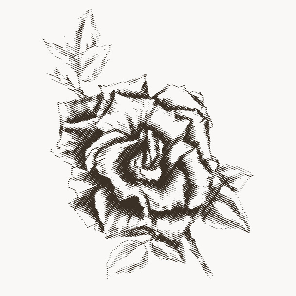 Flower engraving - Vecteur, image