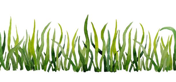 Безшовна горизонтальна рука намальована межа з зеленою травою. Екологічно чиста екологічна ілюстрація для упаковки здорових етикеток. Яскраві яскраві лопаті трав'яних лугових рослин. Свіжа рослинність ізольована
 - Фото, зображення