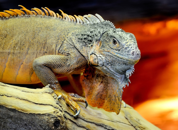 Iguana - Fotoğraf, Görsel