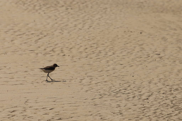 Kis tengeri madár Homokos tengerparton keres rák élelmiszer - Fotó, kép