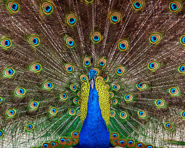 Ινδική Peacock, Pavo cristatus, εμφανίζοντας πολύχρωμα φτερά του - Φωτογραφία, εικόνα