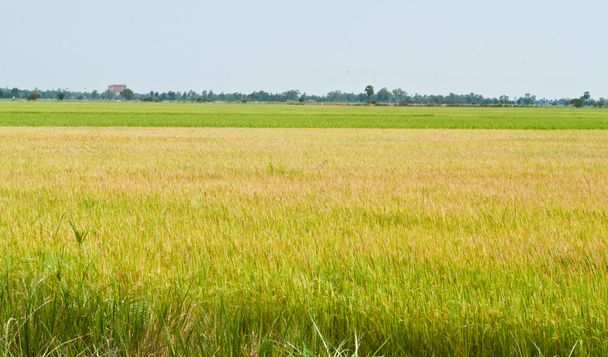 rice plant - Photo, Image