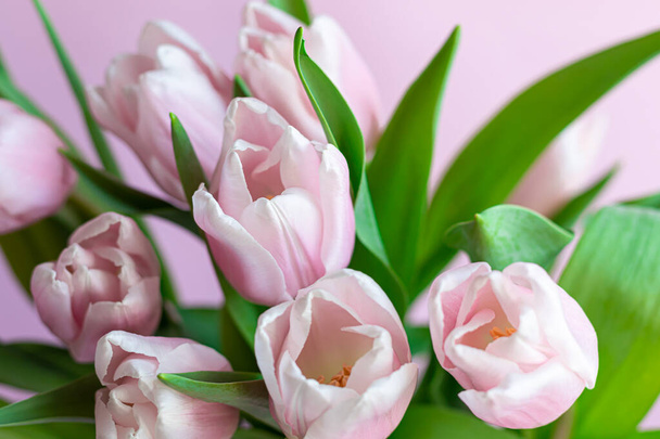 Bukiet różowych tulipanów na święta. Dzień Kobiet, Walentynki, imieniny. Na różowym tle. - Zdjęcie, obraz