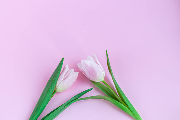 Ramo de tulipanes rosados para las fiestas. Día de la Mujer, día de San Valentín, día del nombre. Sobre un fondo rosa
. - Foto, Imagen