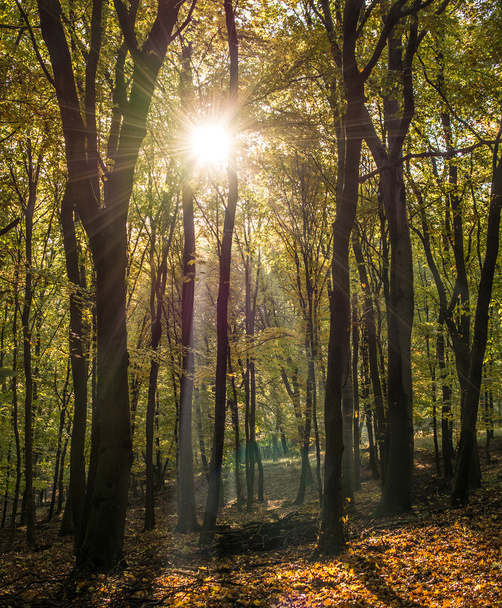 Autumn Forest - Fotografie, Obrázek