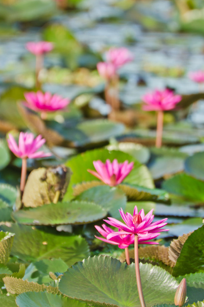 The lake of pink water lily - Fotografie, Obrázek
