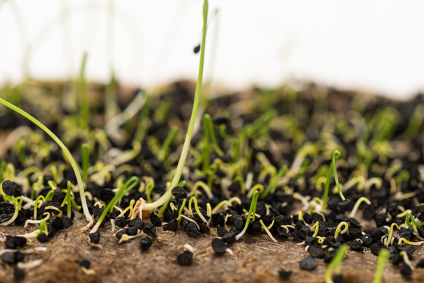 Макровыстрел из ростков микрозелени с семенами на земле изолированы на белом
 - Фото, изображение