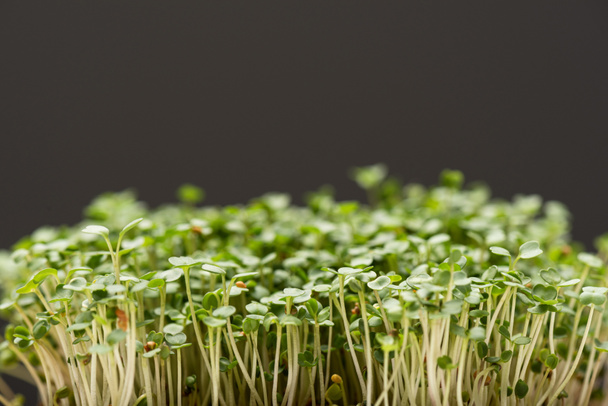 Close up view of microgreens isolated on grey  - Foto, afbeelding