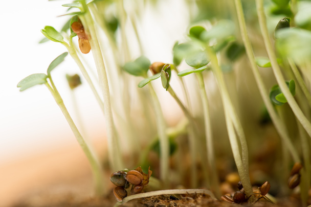 Macro shot of microgreens with seeds on ground isolated on white - 写真・画像