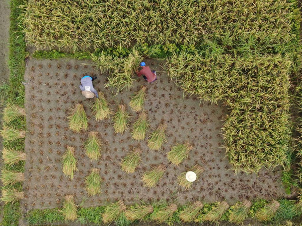 Kuching, Sarawak / Malajsie - 11. února 2020: Letecký pohled shora dolů na louku s farmáři v práci. Nachází se ve vesnici Skuduk, Sarawak, Malajsie. Obecná scenérie rýžového pole, chatrčí, stromů a farmářů. - Fotografie, Obrázek