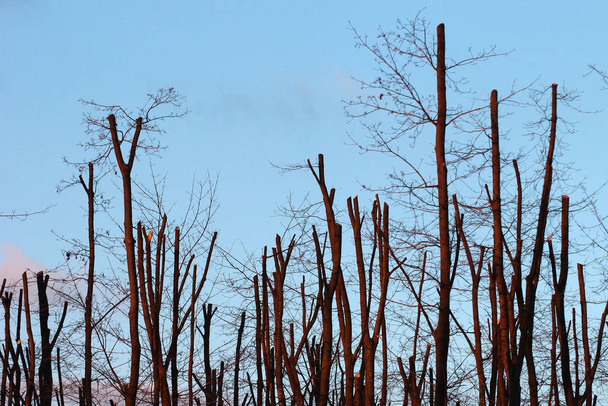 Fűrészelt fák, amelyeket télen fáról fűrésszel vágtak le a parkban.  - Fotó, kép