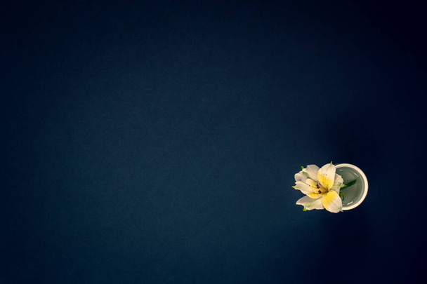 Minimalistic flat lay. Flower with in a jar of water on a dark blue background. - Fotoğraf, Görsel