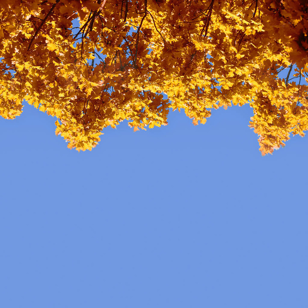 Jesienne liście na tle czystego nieba, błękitne niebo i pomarańczowe korony drzew - Zdjęcie, obraz