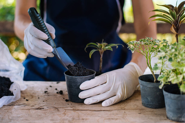 Gardening in house, Gardener prepares the soil in a vase - Фото, изображение