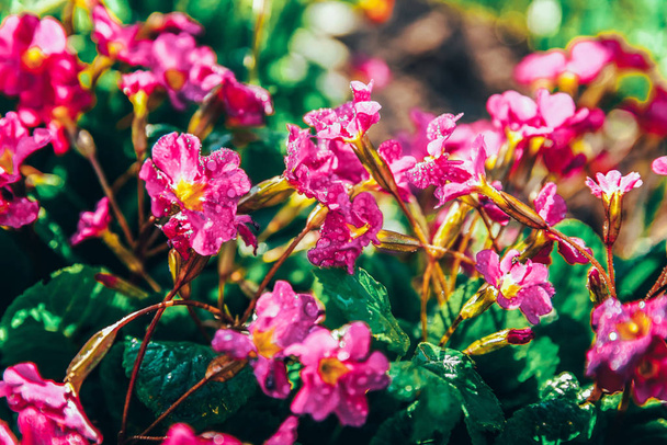 Pembe çiçekler ile Primrose. Inspirational doğal çiçek bahar veya yaz bahçe veya Park arka plan çiçeklenme - Fotoğraf, Görsel