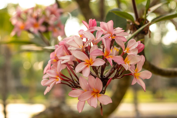 Branch of light pink Frangipani flowers. Blossom Plumeria flowers on natural blurred background. Flower background for decoration. - Photo, Image