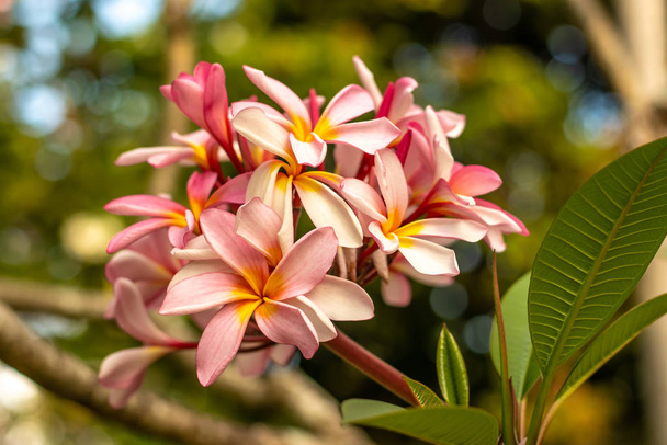 Ramo di fiori rosa chiaro Frangipani. Fioritura Plumeria fiori su sfondo naturale sfocato. Sfondo fiore per la decorazione
. - Foto, immagini