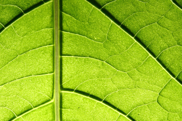 green leaf vein - Photo, Image