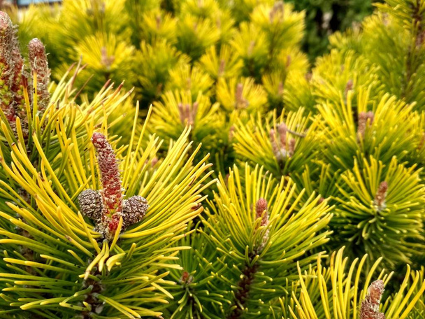 Młode Pąki sosny wiosną. Pinus mugo, sosna górska karłowata, sosna mugo. Pinus mugo zima złoto - Zdjęcie, obraz