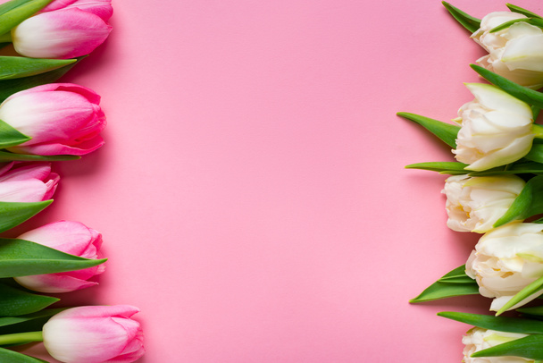 Top view of rows of white and pink tulips on pink background - Φωτογραφία, εικόνα