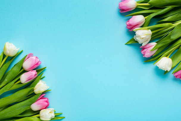 Vista superior de tulipanes sobre fondo azul con espacio para copiar
 - Foto, Imagen