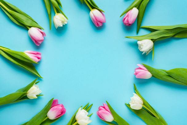 Top view of circle frame of tulips on blue background - Foto, Imagen