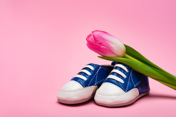 Close up view of tulip on baby booties on pink surface, concept of mothers day  - Foto, imagen
