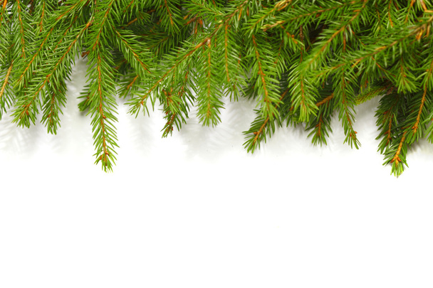 Banch of fir on white - Fotó, kép