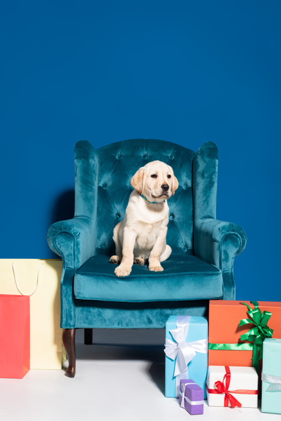 söpö kultainen noutaja pentu velour nojatuoli lähellä lahjapakkauksia ja ostot sinisellä taustalla
 - Valokuva, kuva